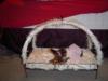 She's fit for a princess!!-new-bed-001-250-x-188-.jpg