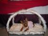 She's fit for a princess!!-new-bed-003-250-x-188-.jpg