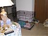 Tink has suitors!-tinks-crate-001-3-.jpg