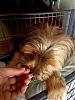 the yorkie at the hotel...she smiles!!!-sweet.jpg