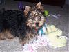 corona is at the groomers ..-copy-lucytoys.jpg