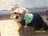 corona is at the groomers ..-picture-059.jpg