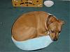 Thinking about getting a pitbull...-dsc08590.jpg