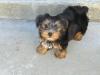 can yorkies play with big dogs-cimg0002.jpg