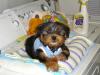 can yorkies play with big dogs-cimg0034.jpg