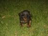 can yorkies play with big dogs-100-0021_img.jpg