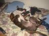 can yorkies play with big dogs-101-0144_img.jpg