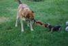 can yorkies play with big dogs-eddiesport.jpg