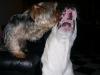 can yorkies play with big dogs-sam-storm-7.jpg