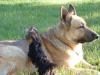 can yorkies play with big dogs-dscf0033.jpg