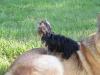 can yorkies play with big dogs-dscf0040.jpg