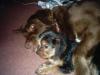 can yorkies play with big dogs-03.jpg