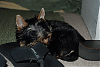 SILLY SLEEPING PICTURES please !-kingston-060-copy.gif