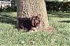 Does your boy yorkie look like a girl yorkie-peanut-bigger-than-tree.jpg