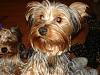 Does your boy yorkie look like a girl yorkie-lexie-047-600-x-450-.jpg