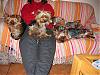 Yorkies invading the couch!!!-minnie.jpg