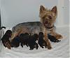 Hello everyone,  I am new to YT-pennys-puppies4.jpg