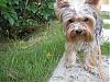 Does your boy yorkie look like a girl yorkie-yt56.jpg