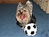 Hallee and her new soccer ball toy..pics-img_2740.gif