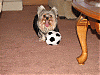 Hallee and her new soccer ball toy..pics-img_2752.gif