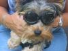 Biker Boy Oscar in his Doggles!!!-img_0408.jpg