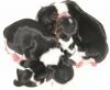 Whispersmom's Brand New Puppies-s-babies_3.jpg