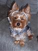 Does your boy yorkie look like a girl yorkie-fletcher-1-year-5-months.jpg