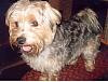 Too big to be yorkie?-chelsea.jpg