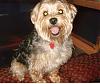 Too big to be yorkie?-chelsea-2.jpg