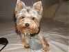 Is it a Yorkie Thing?-yt39.jpg