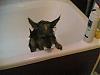 For YORKIE eyes only! No PEOPLE allowed!-18th-july.jpg