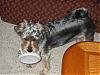 Is it a Yorkie Thing?-chels-bowl.jpg