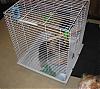 birdy dog-sissy-bird-cage.jpg