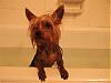 For YORKIE eyes only! No PEOPLE allowed!-pic_0018.jpg