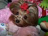 help finding a yorkie that looks like this-pia-644-x-483-.jpg