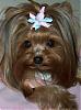 help finding a yorkie that looks like this-pia1-266-x-358-.jpg