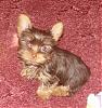 Question about "Chocolate" Yorkies, Buying Males & Age Question-gina-lsl-pups-f-056.jpg