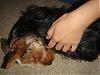 Silky vs Yorkie???-l_2307f15dc0688834d1619131b8009b29.jpg