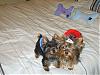 Whats the smallest yorkie on YT-s8002100.jpg