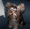 Question about "Chocolate" Yorkies, Buying Males & Age Question-3choc-277-x-272-.jpg
