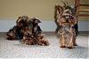 Whats the smallest yorkie on YT-june-july-2007-009.jpg