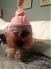 hats on yorkies-hat-.jpg