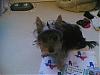 hats on yorkies-d04d353e69b2.jpg