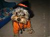 hats on yorkies-1.jpg