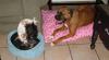 can yorkies play with big dogs-web-playtime.jpg