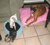 can yorkies play with big dogs-web-playtime2.jpg