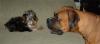 can yorkies play with big dogs-2005_0619image0122.jpg