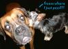 can yorkies play with big dogs-2005_0619image0138.jpg