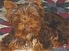 Help, something doesn't seem right with puppy-mokah002-600-x-450-.jpg