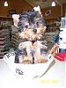 Is there a YA? Yorkie Anonymous?-teddy-2-resized.jpg